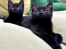 British shorthair kittens black