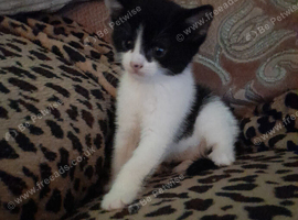 Girl kitten black and white