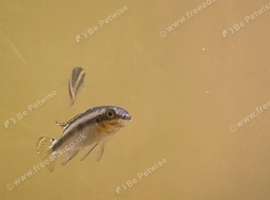 Juvenile Kribensis