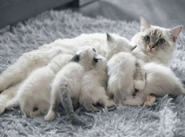 Ragdoll pedigree