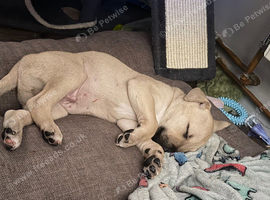 Lurcher x Staff puppy