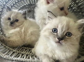 Rare siberian Neva Mosquerad/ ragdoll blue mittens