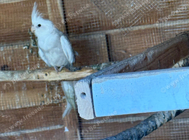 cockatiels
