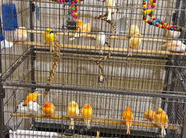 beautiful canaries