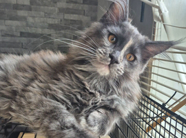 Maine coon (SOLD)