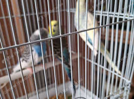 3 young female budgies may 2026 breed