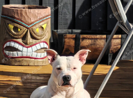 3yo Female Staffy