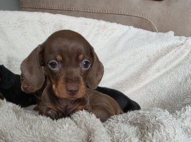 Dachshund puppies