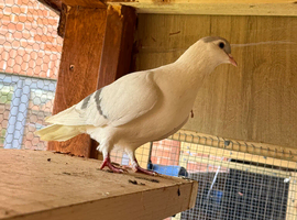 Iced afghan female