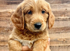 !!!REDUCED!!! STUNNING GOLDENDOODLE PUPPIES