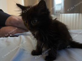 Fluffy kitten for sale