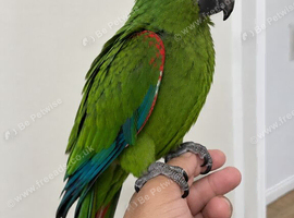 Beautiful handreared Hans macaw