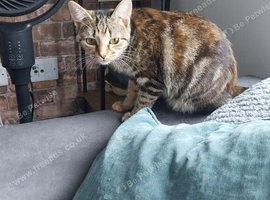 Mixed Breed Kittens