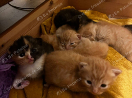 Main coon cross