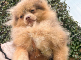 Beautifull boy
