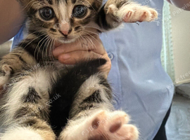 Kittens for sale