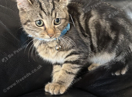 Kitten