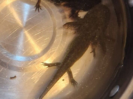 Baby axolotl