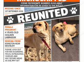 Stolen Labrador. Now found 21/10/26