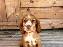 cocker spaniel puppies