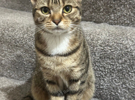 Mika - Playful Tabby Bengal Mix Girl, 7 Months