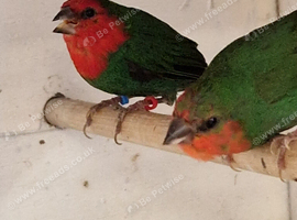 Young pair of redfaced parrot finch for sale