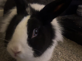 black and white rabbit