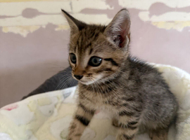 Last female kitten