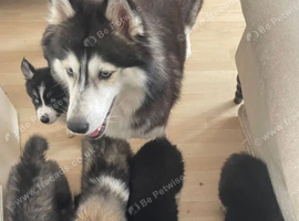 Gorgeous Fully Tested Siberian Husky Puppies