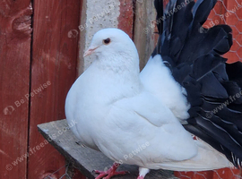 Fantail  black tail pigeon pair for sale.