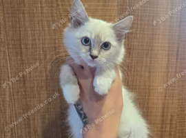 3 stunning ragdoll kittens left