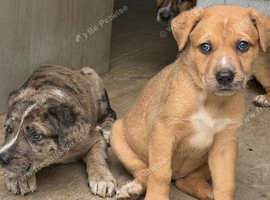 Staffy cross German Shepard