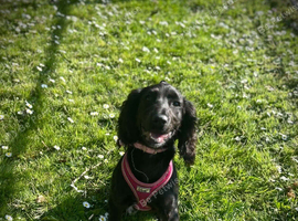Sprocker spaniel - female