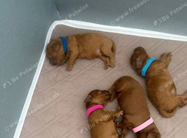 F1b fox red Cavapoos