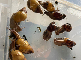 Juvenile Rodatzi + Wild colour Lissachatina fulica