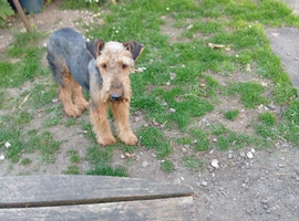 Two beautiful 6 month airedales for sale