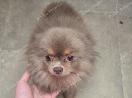 Lilac and tan female pomeranian