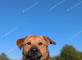 Marius is looking for his forever home