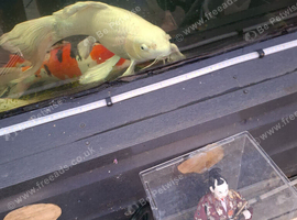 Platinum  butterfly koi