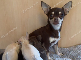 Full breed chihuahua puppies