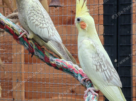 Baby cockatiels