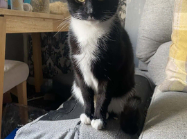 2 years old female cat