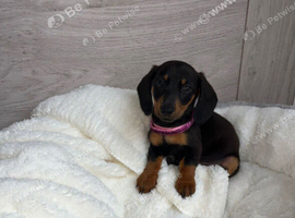 dachshund