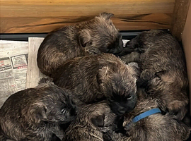 KC REGISTERED CAIRN TERRIER- boys