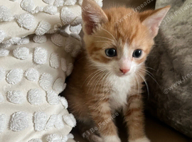 4 BEAUTIFUL KITTENS FOR SALE