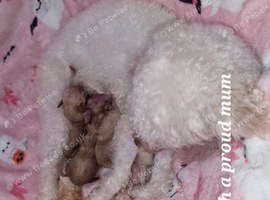 Stunning poodles