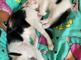 White kitten little handsome boy for sale