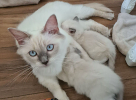Beautiful ragdoll kittens