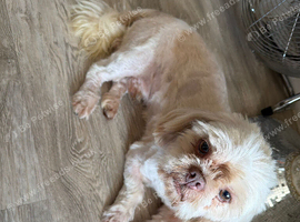 2 year old Shih Tzu