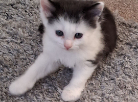 Ragdoll x Kittens